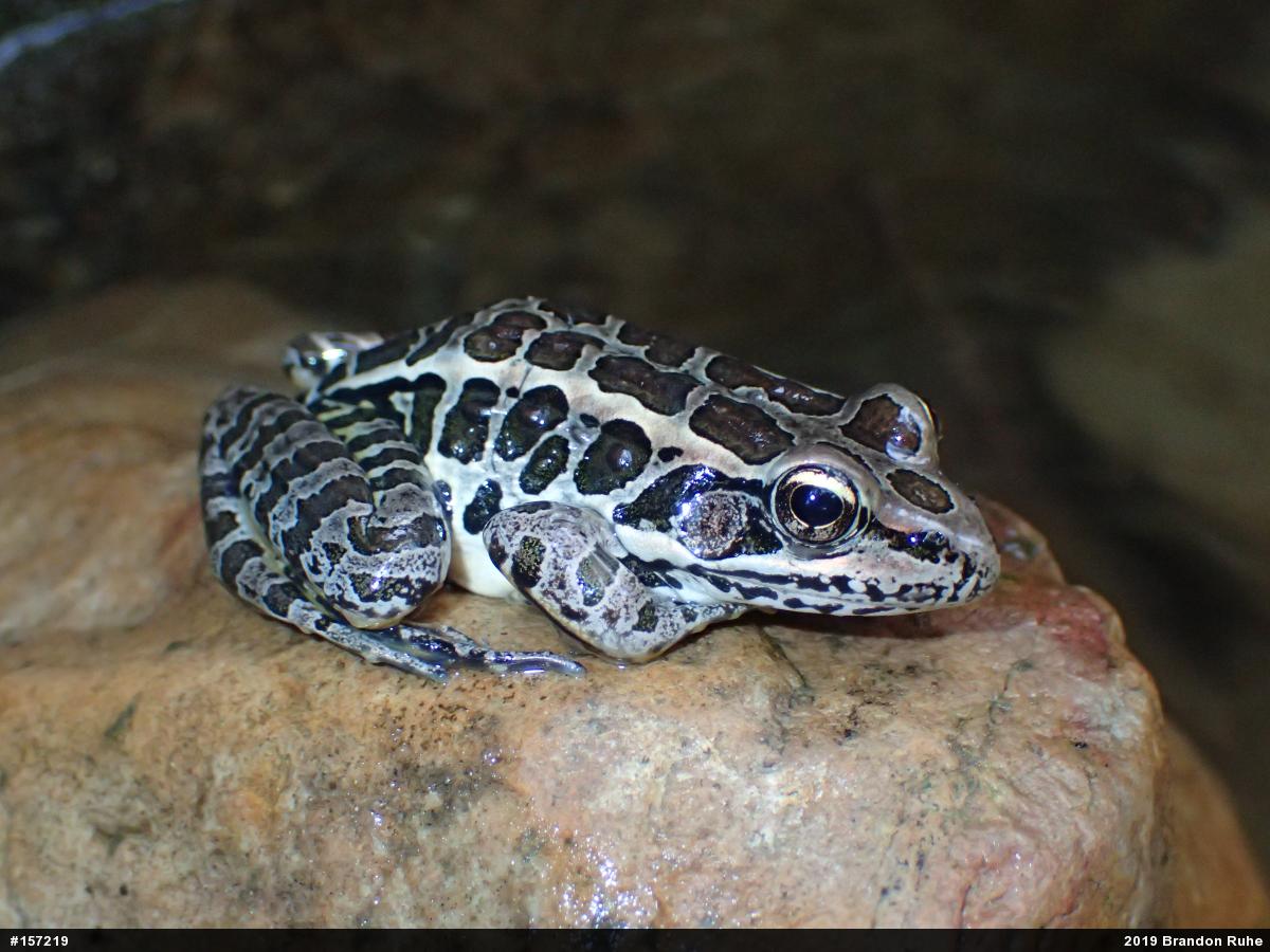 Pickerel Frog