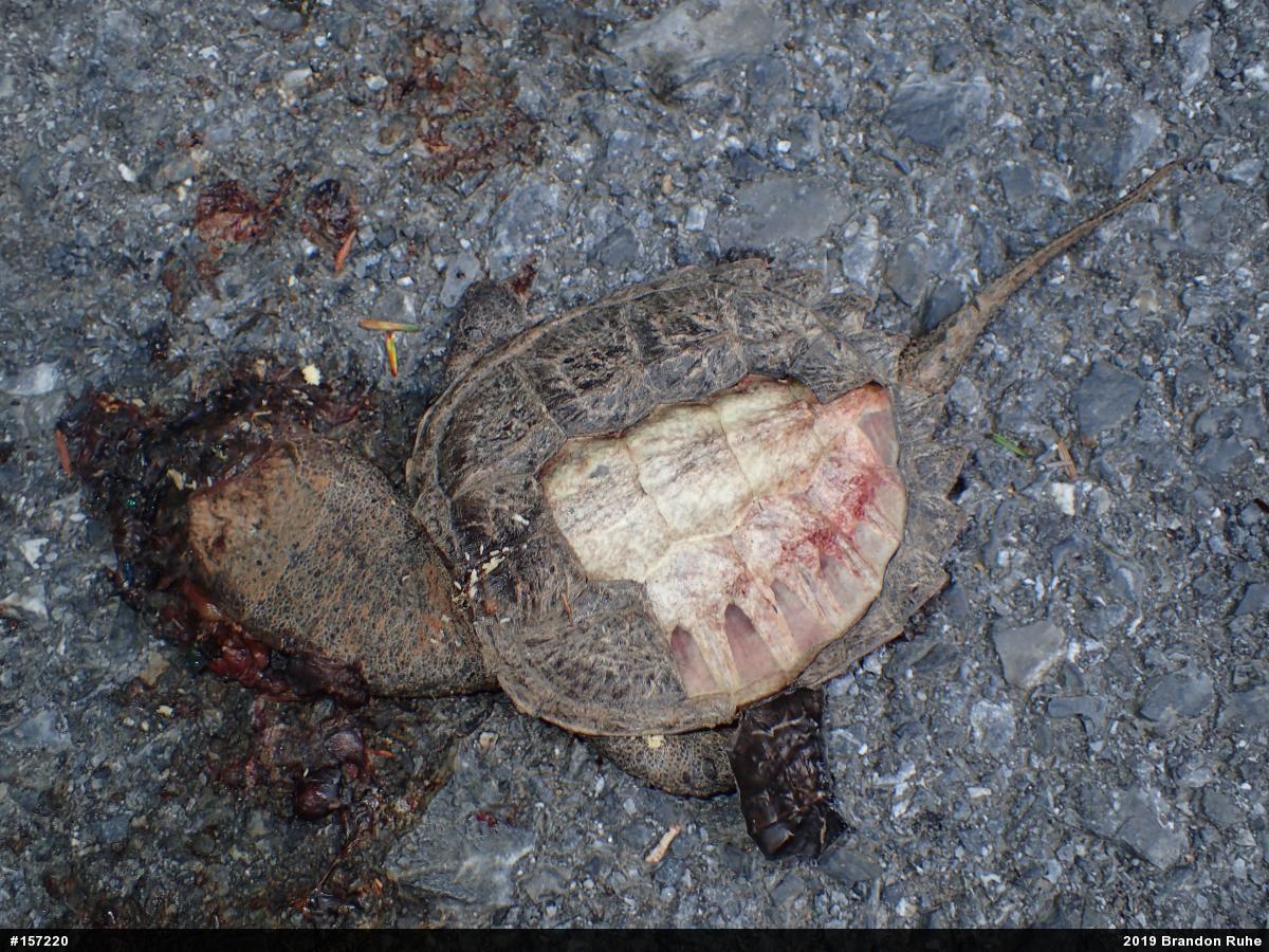 Snapping Turtle