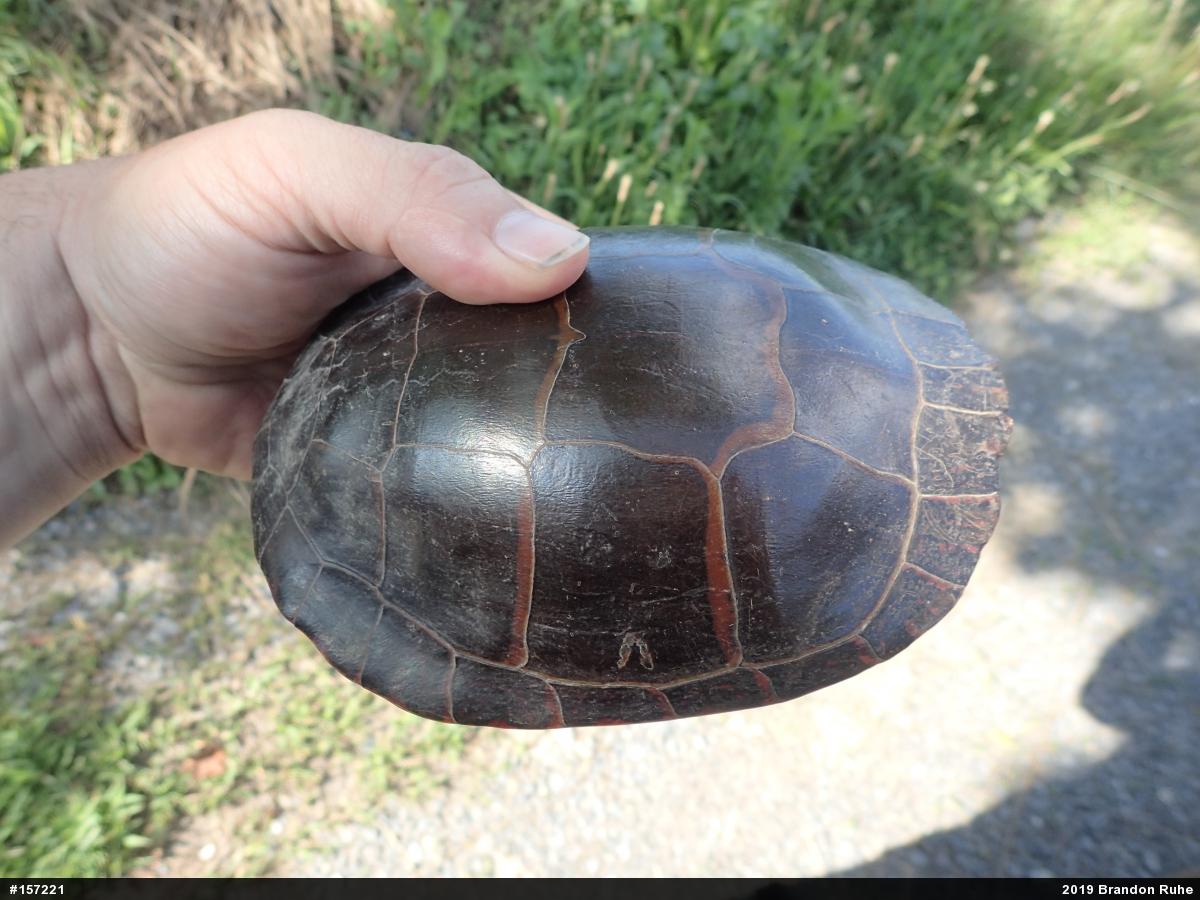 Painted Turtle