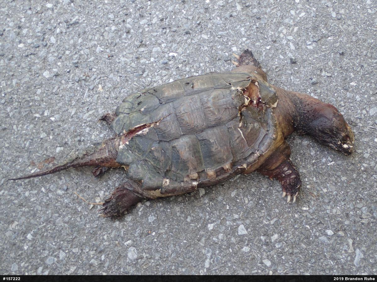 Snapping Turtle