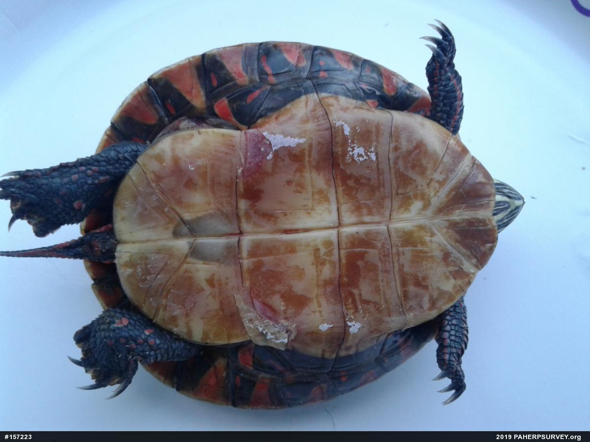 Midland Painted Turtle