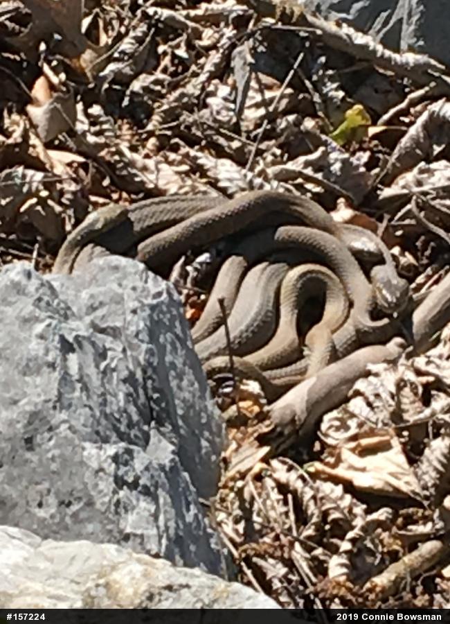 Northern Watersnake