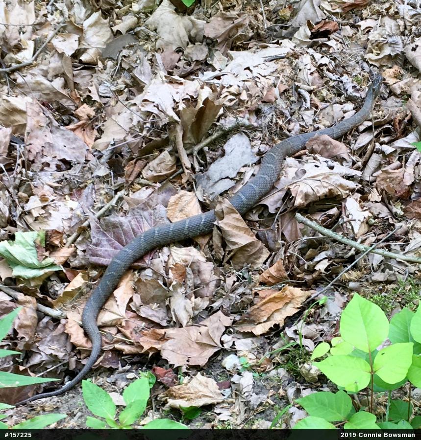 Northern Watersnake