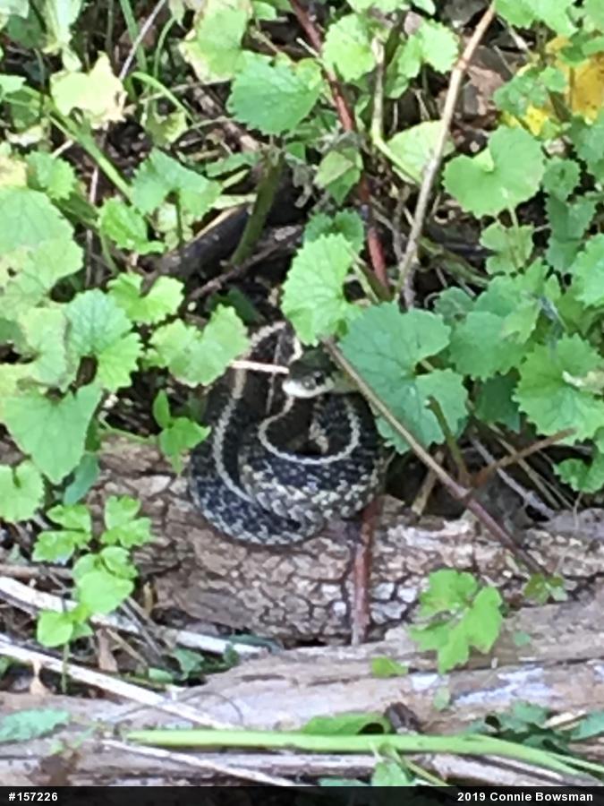 Eastern Gartersnake