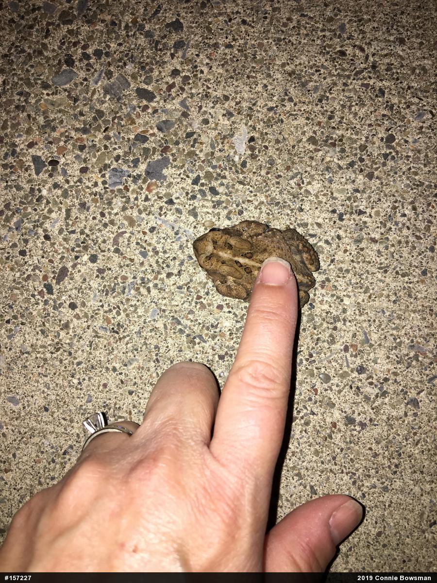 Eastern American Toad