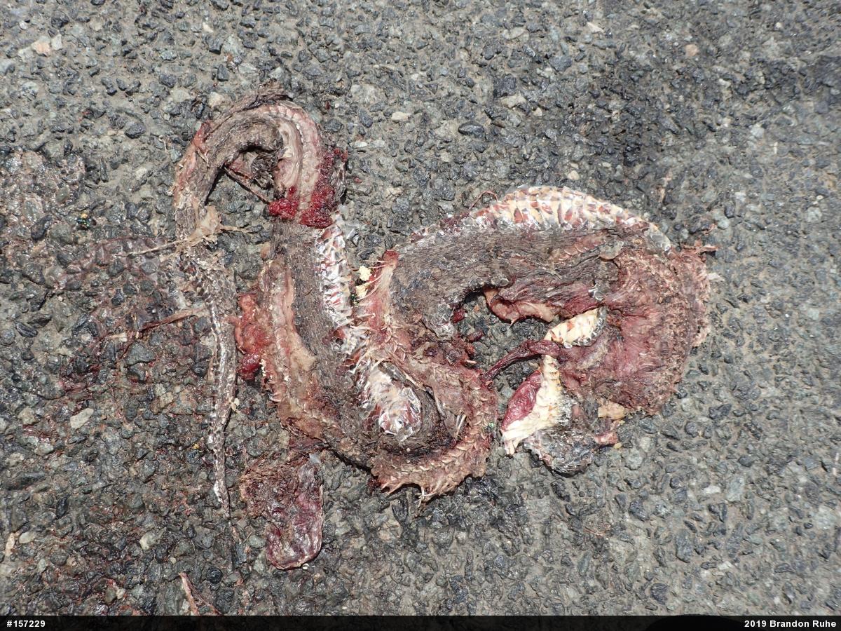 Northern Watersnake