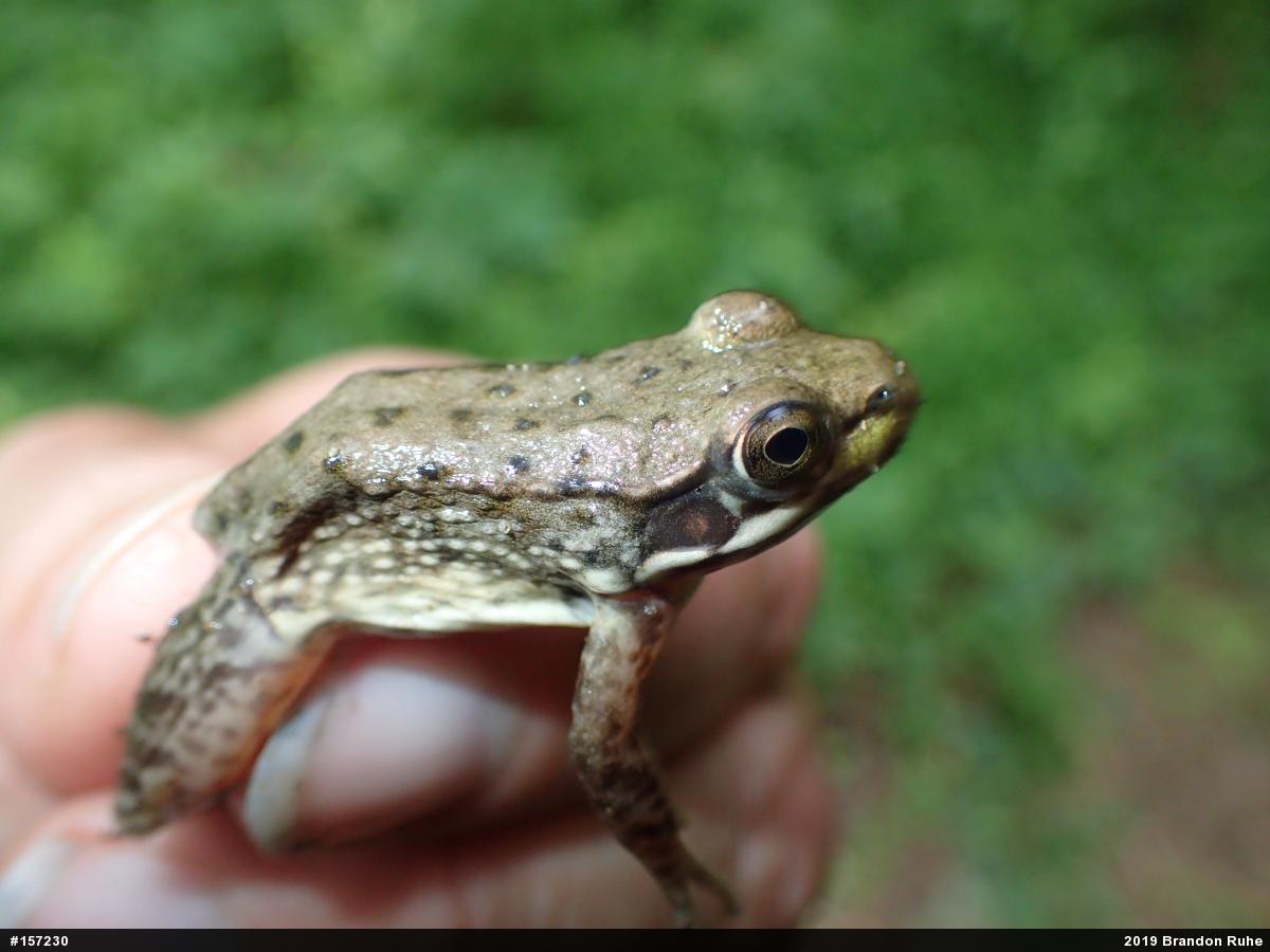 Green Frog