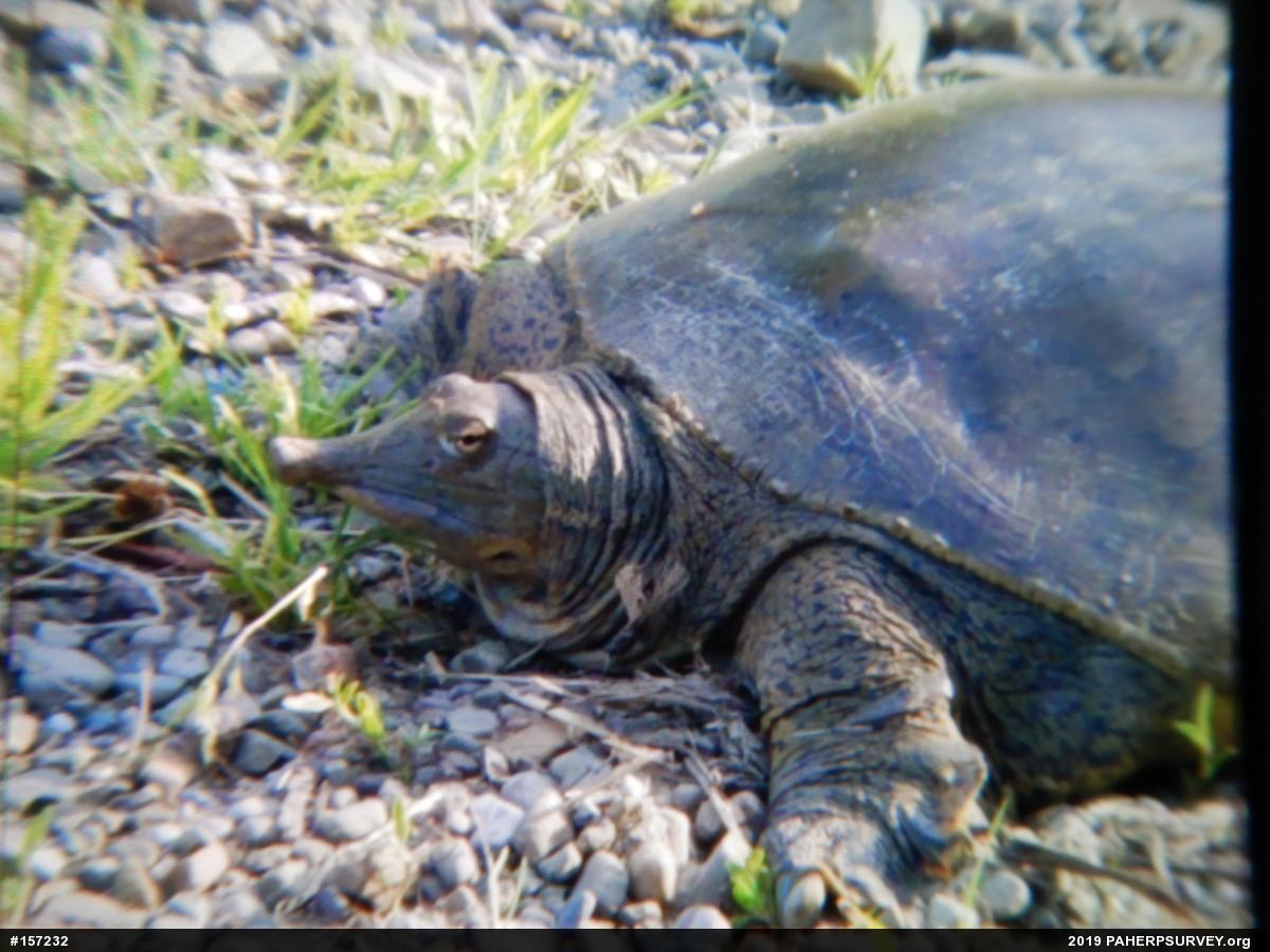 Eastern Spiny Softshell
