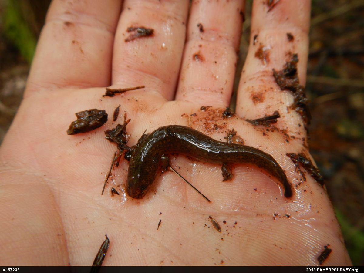 Northern Red Salamander