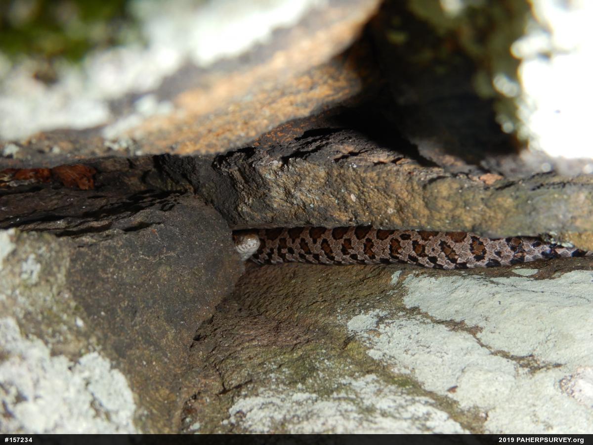 Eastern Milksnake