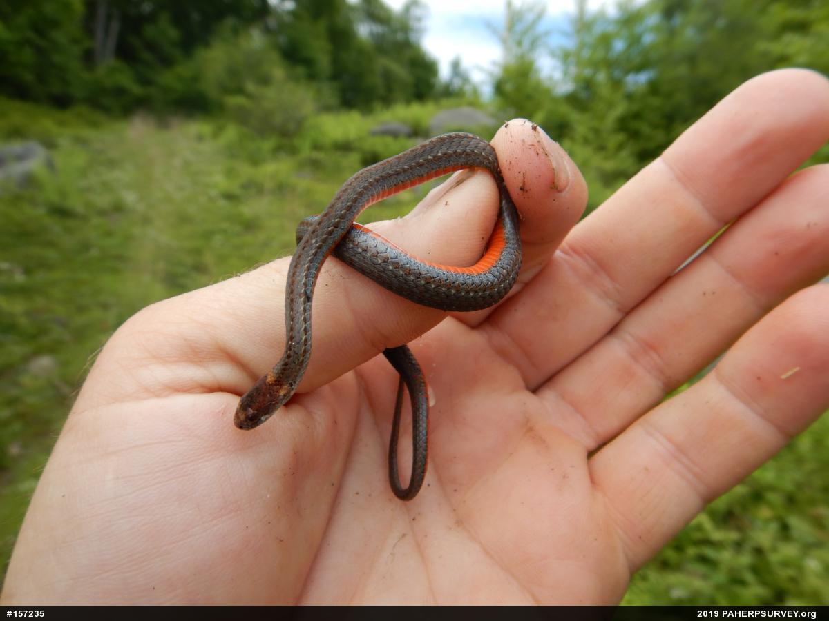 Red-bellied Snake