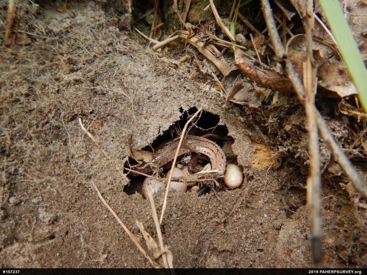Northern Coal Skink