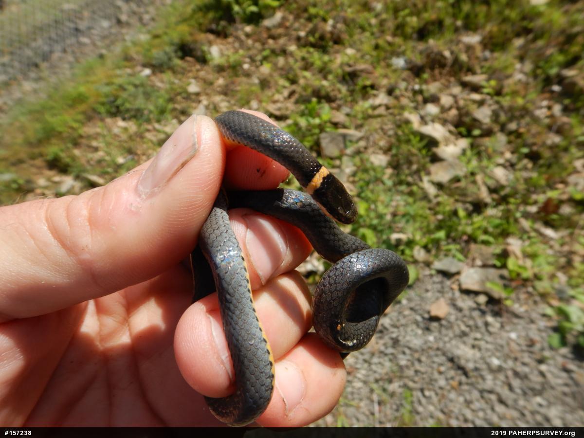 Northern Ring-necked Snake