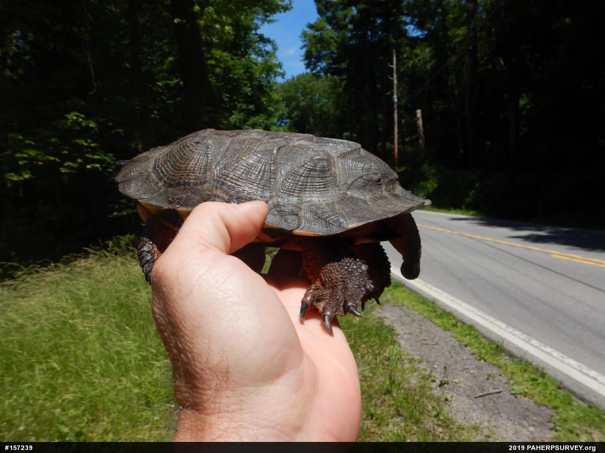 Wood Turtle