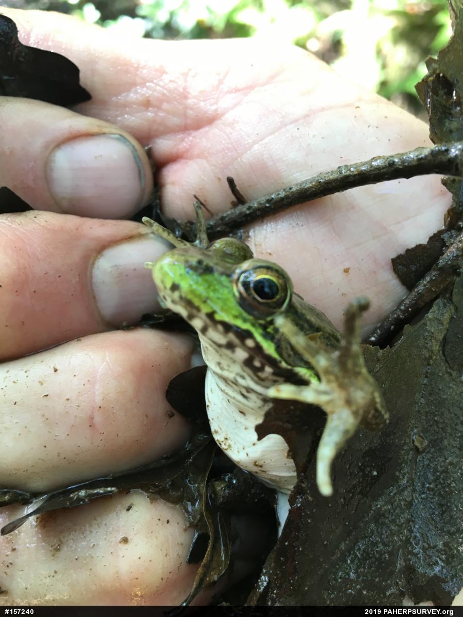 Green Frog