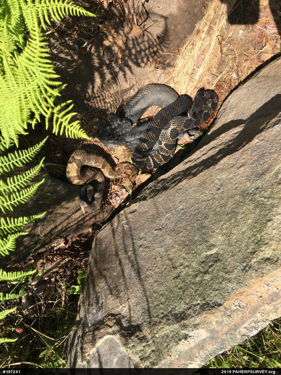 Timber Rattlesnake
