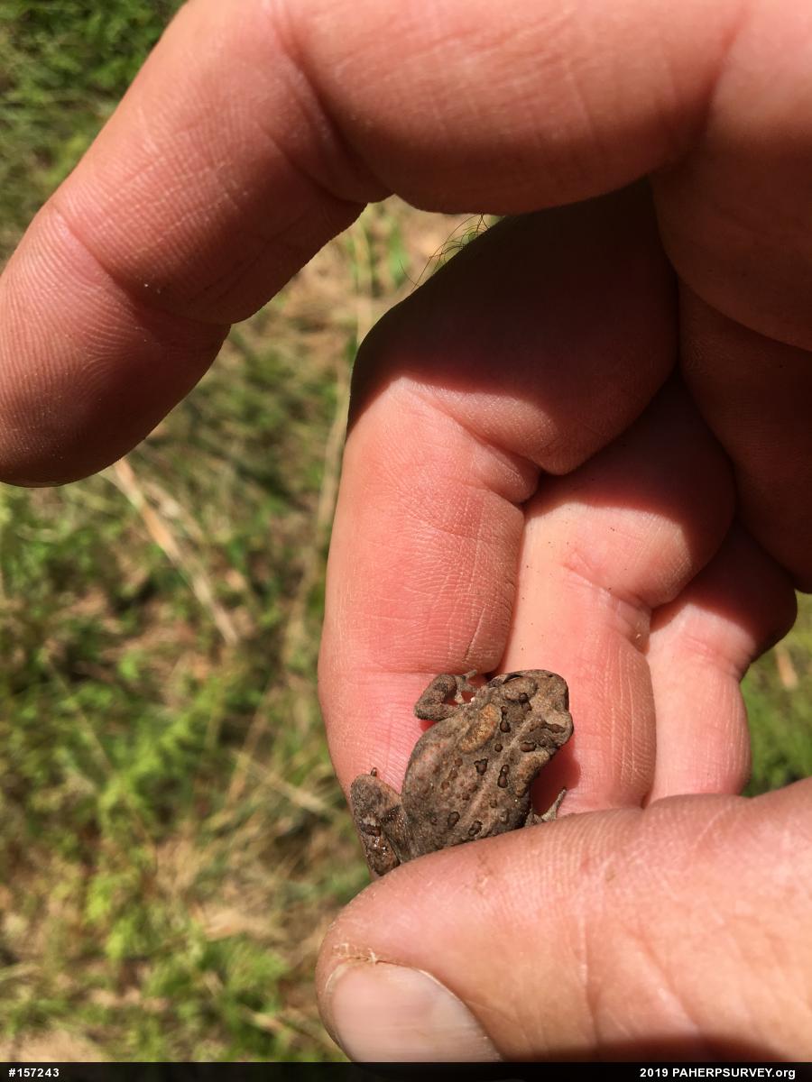 Eastern American Toad