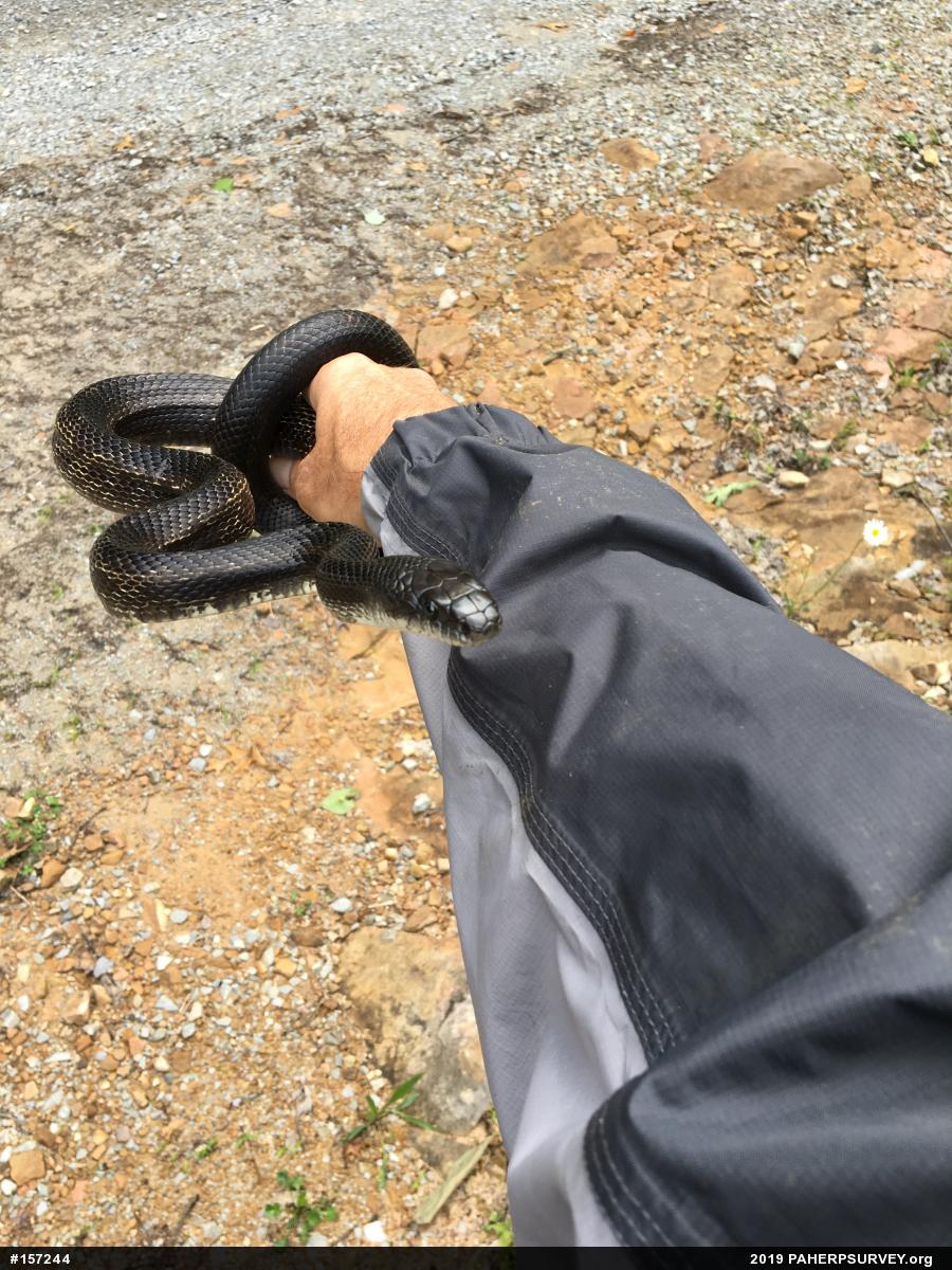 Eastern Ratsnake