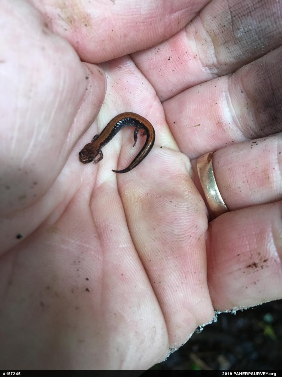 Eastern Red-backed  Salamander