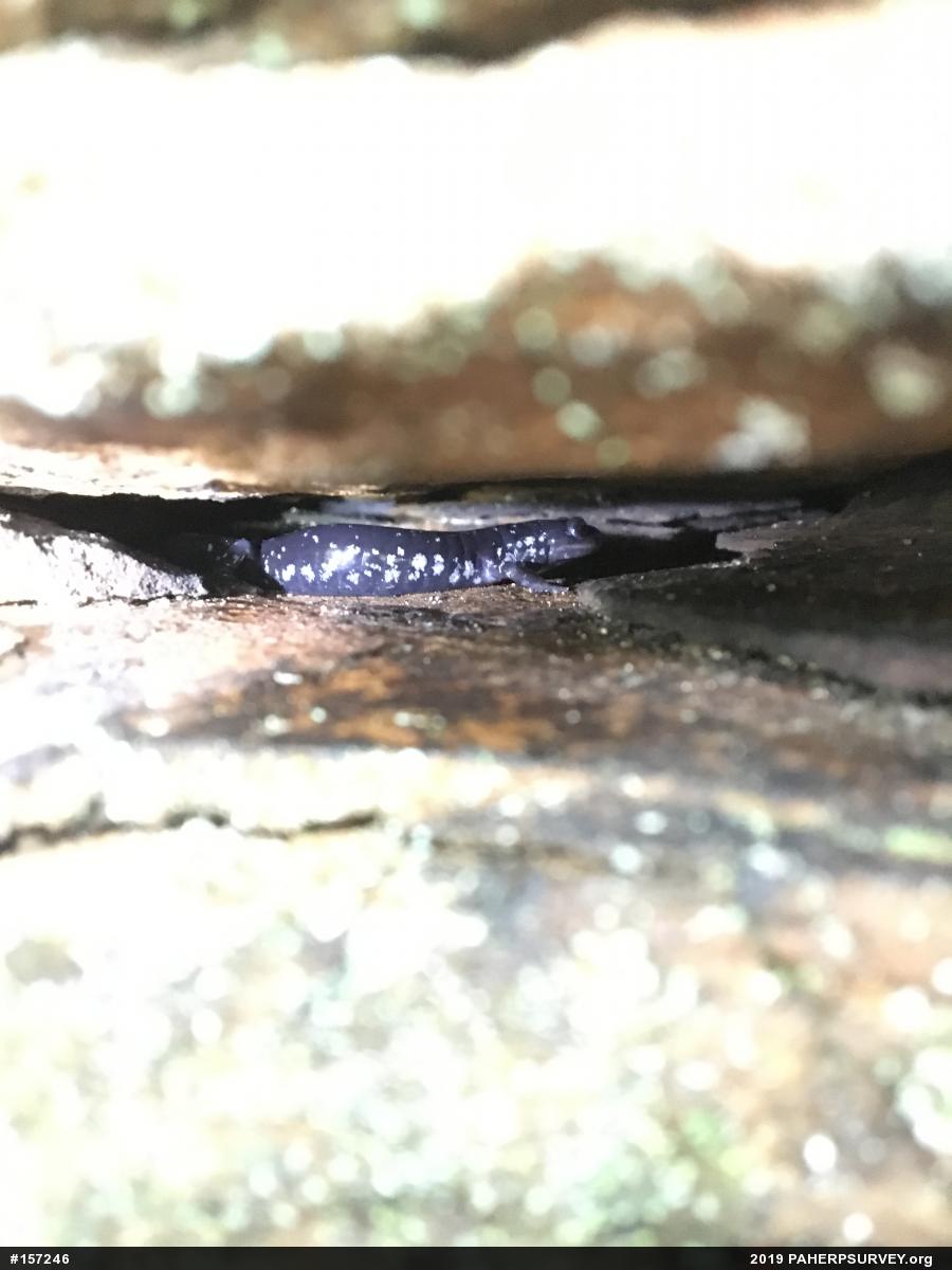 Northern Slimy Salamander