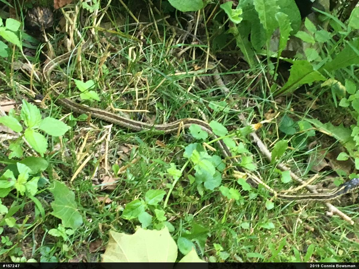 Eastern Gartersnake