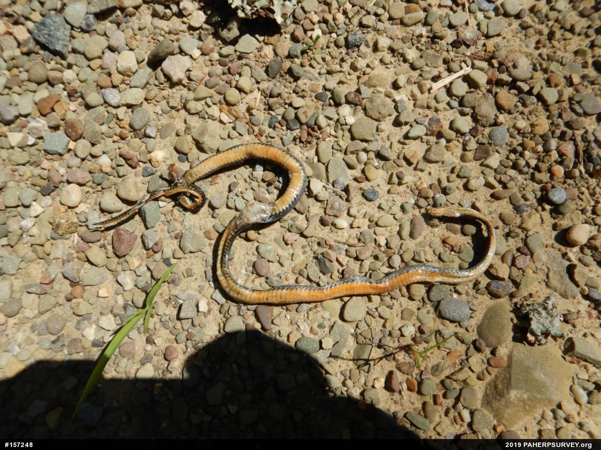 Northern Ring-necked Snake