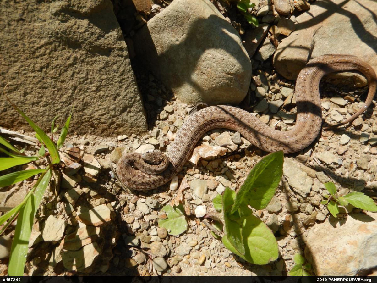 Dekay's Brownsnake