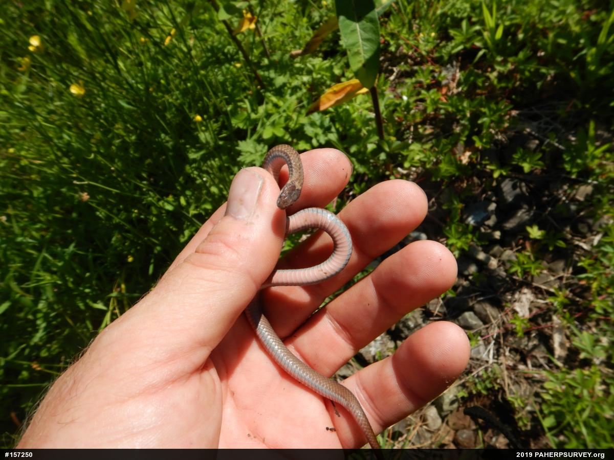 Red-bellied Snake