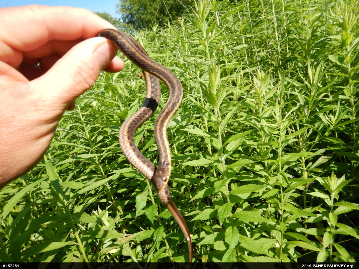 Eastern Gartersnake