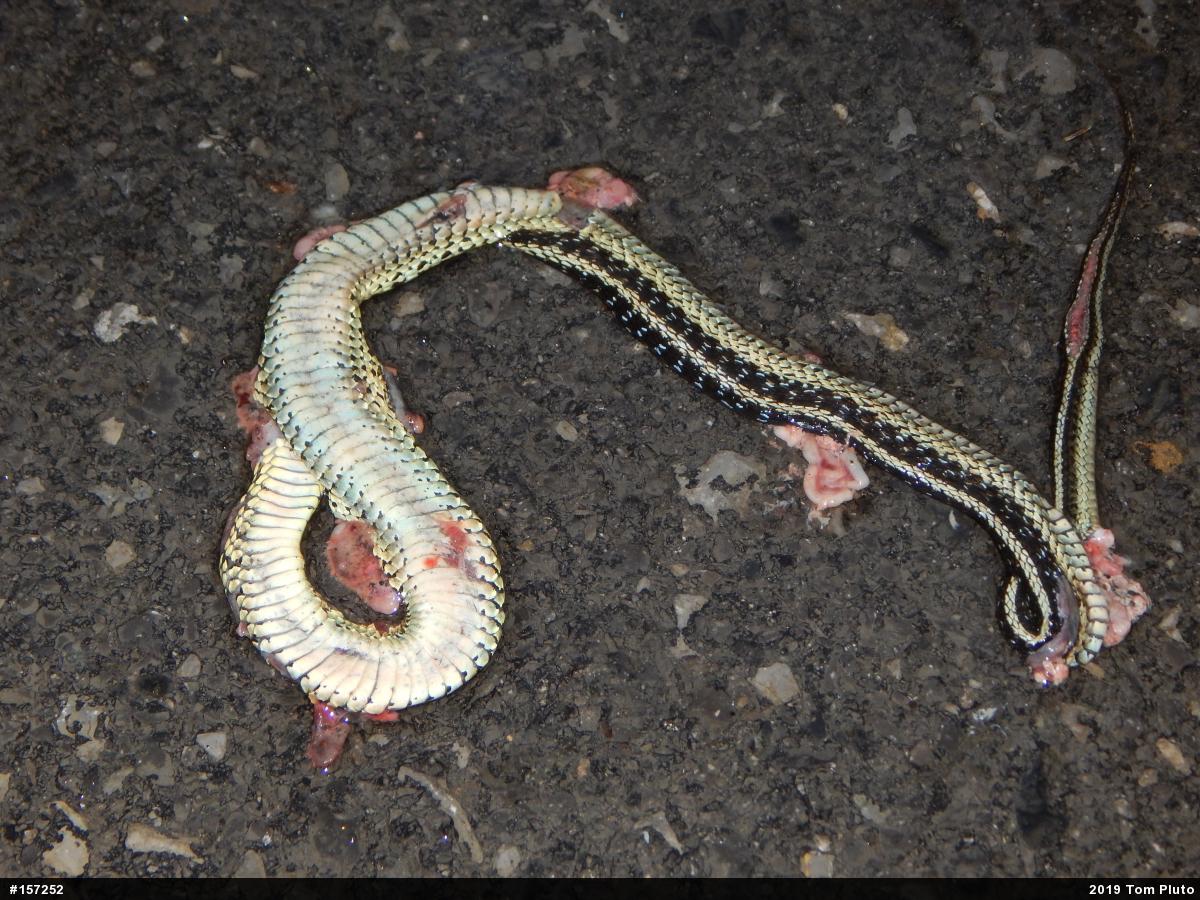Eastern Gartersnake