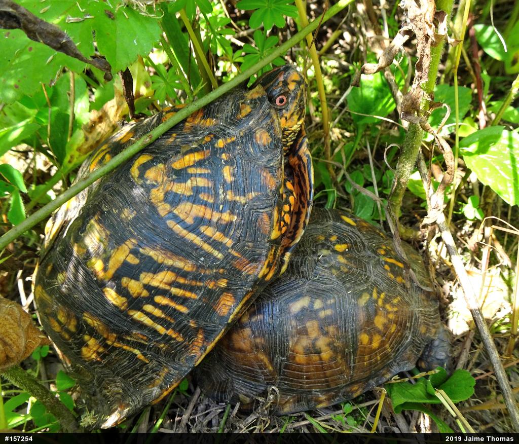 Eastern Box Turtle