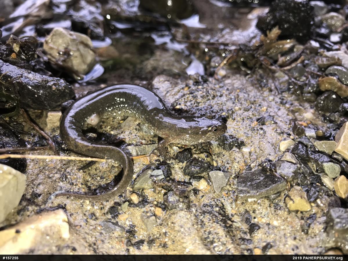 Northern Dusky Salamander
