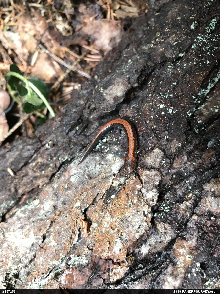 Eastern Red-backed  Salamander