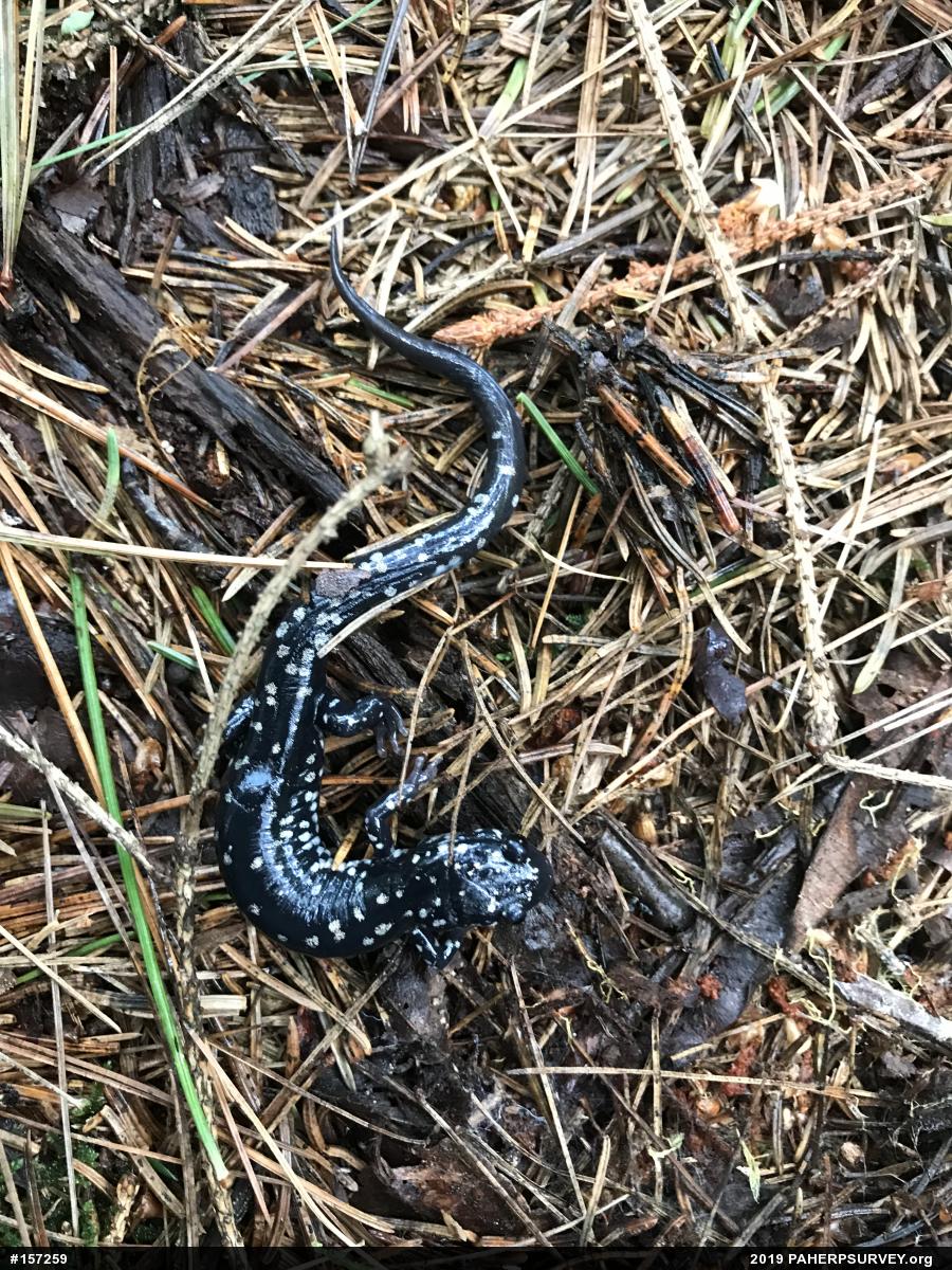 Northern Slimy Salamander