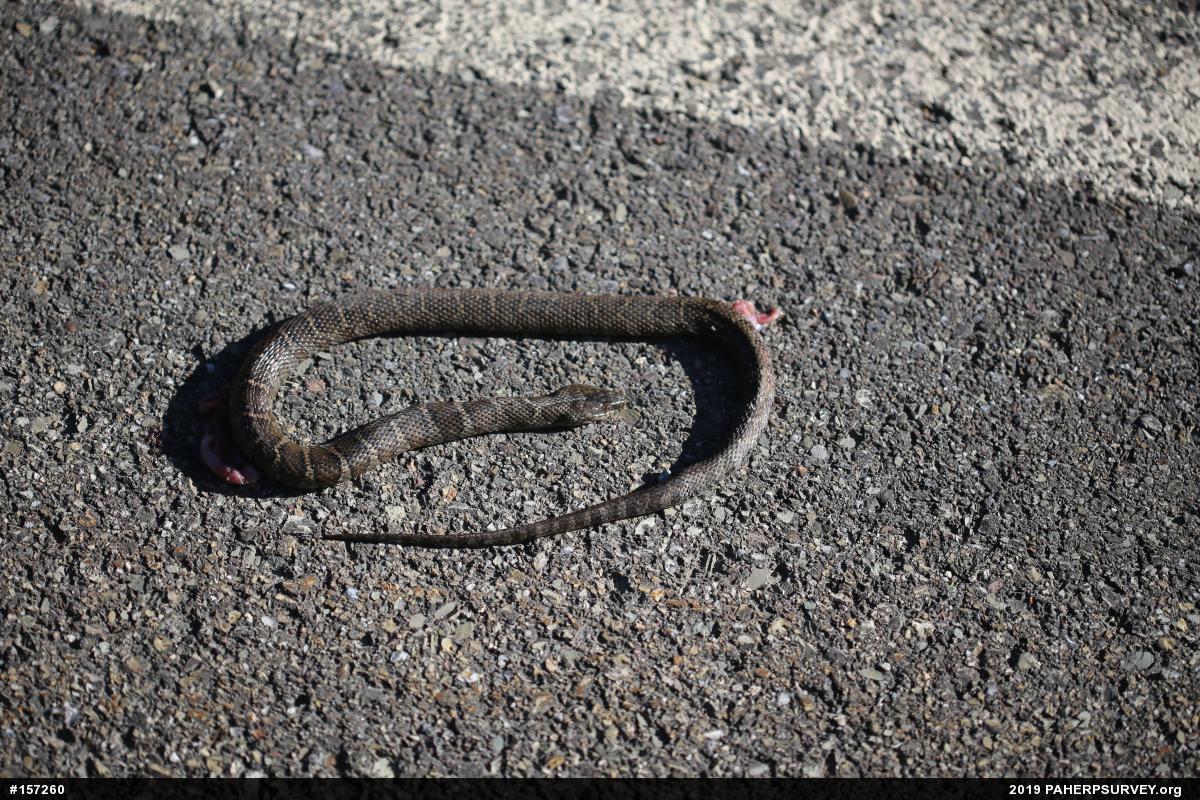 Northern Watersnake