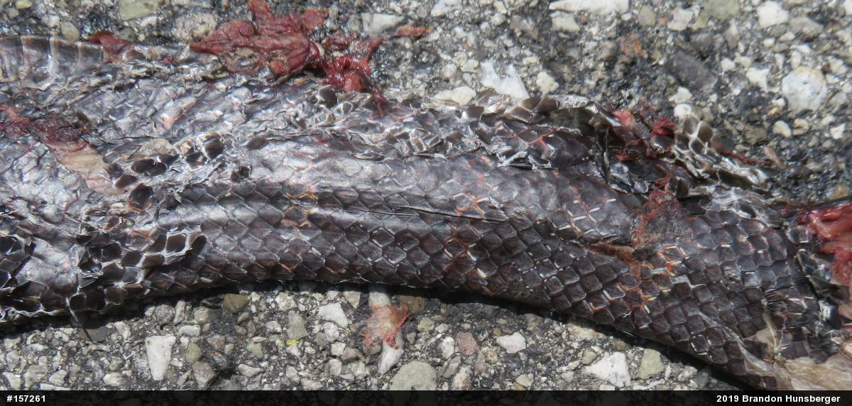 Eastern Ratsnake