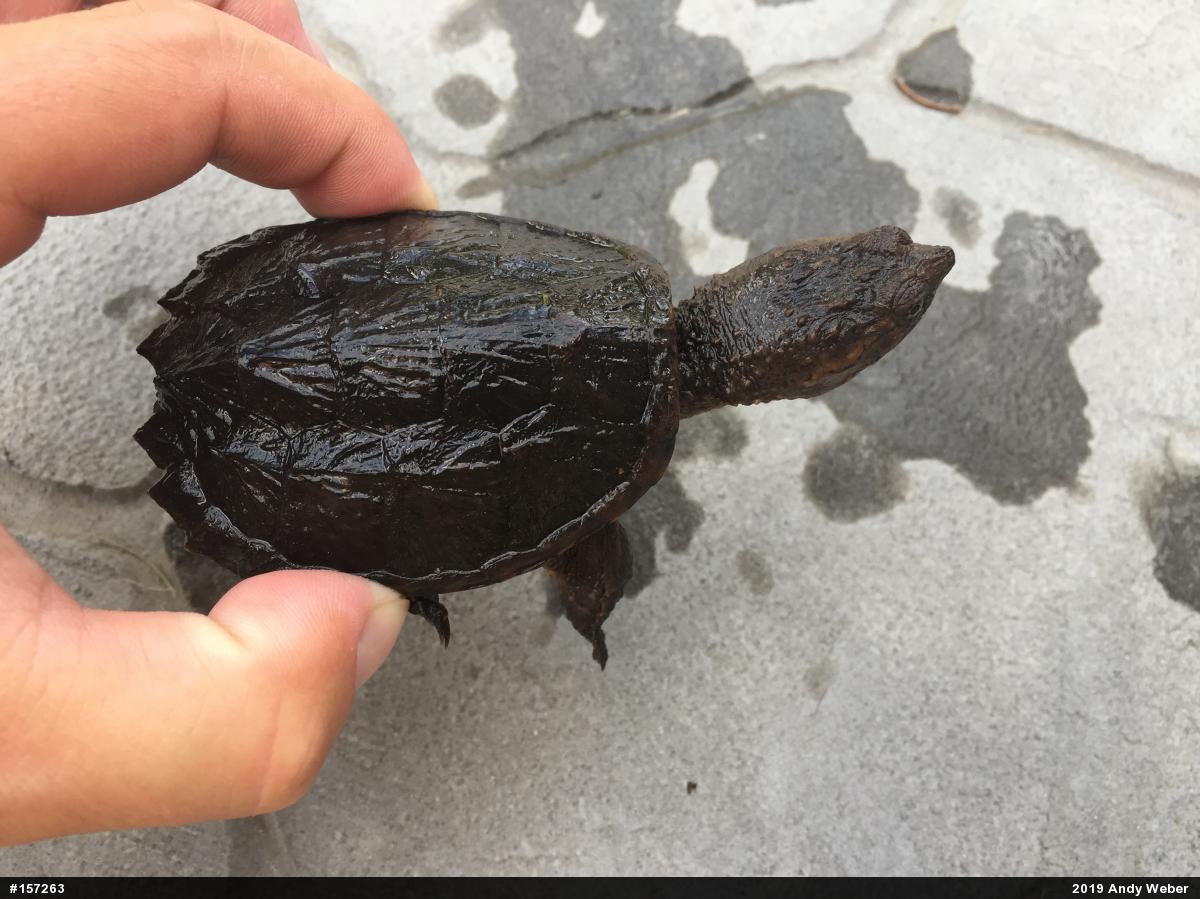 Snapping Turtle