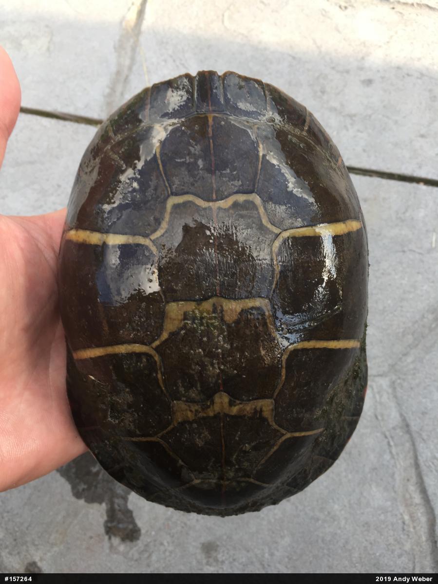 Painted Turtle