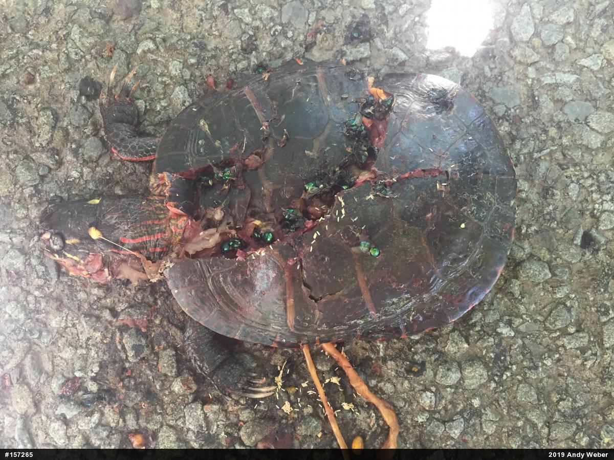 Painted Turtle
