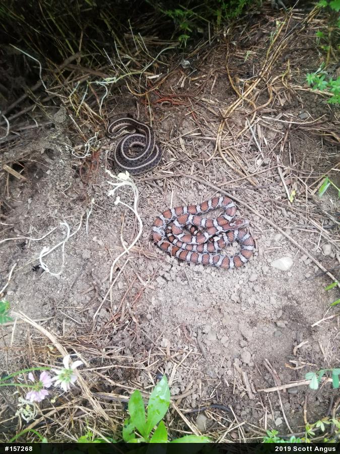 Eastern Gartersnake