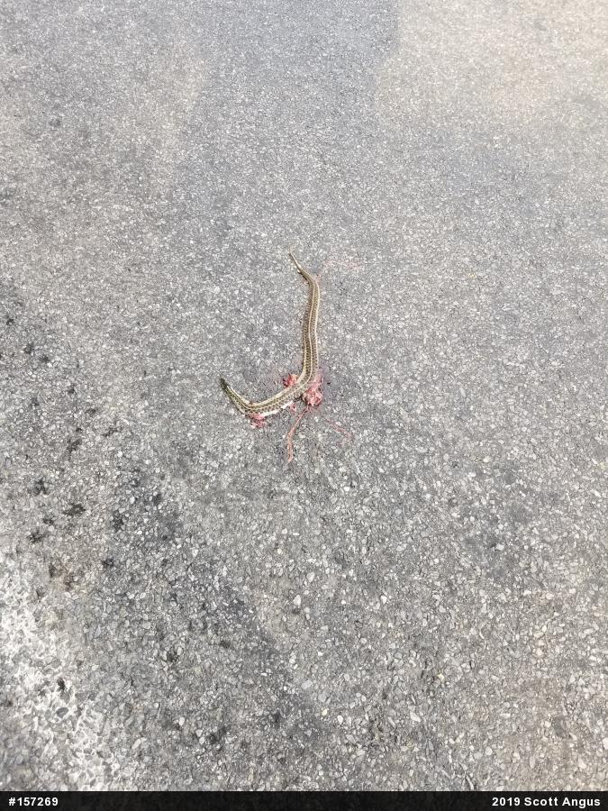Eastern Gartersnake