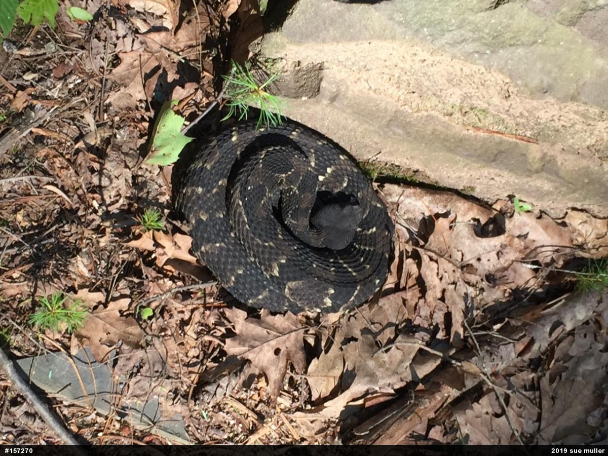 Timber Rattlesnake
