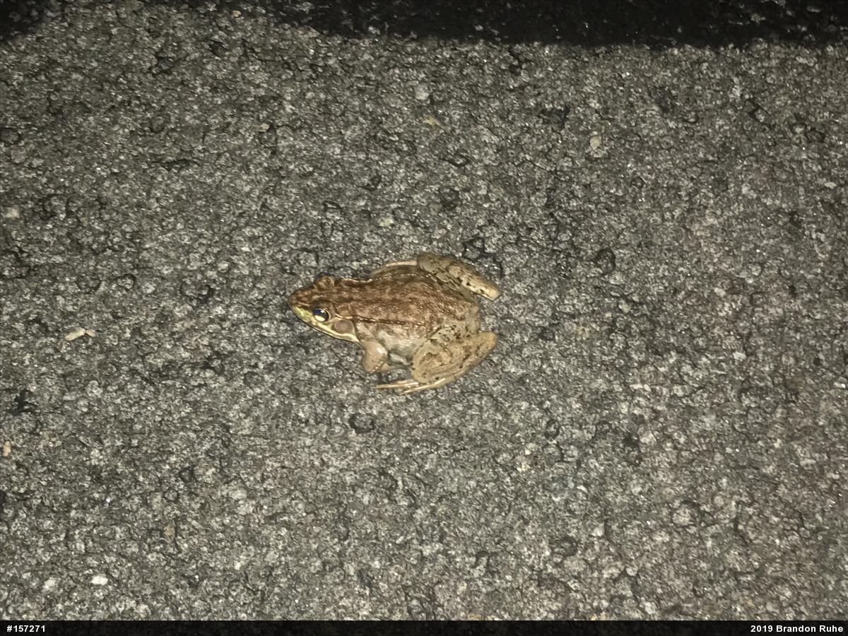 Green Frog
