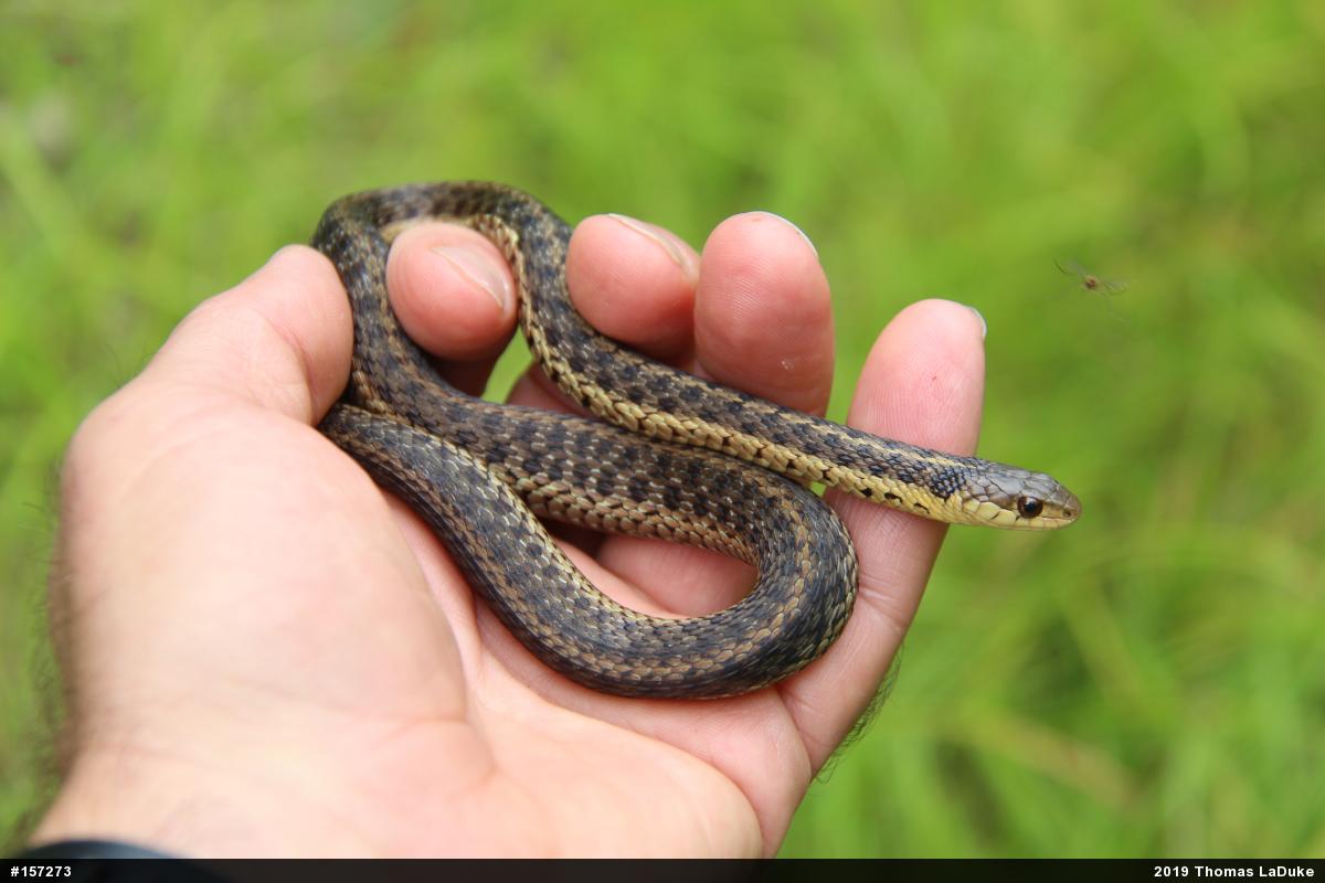 Eastern Gartersnake
