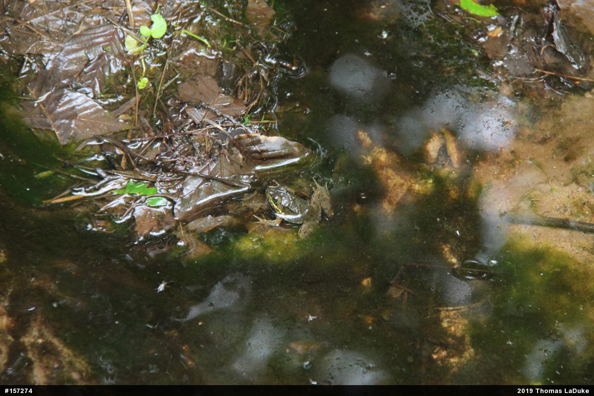 Green Frog