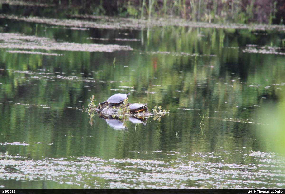 Painted Turtle
