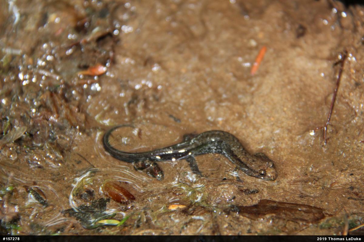 Allegheny Mountain Dusky Salamander
