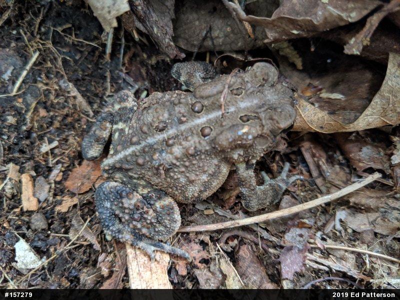 Eastern American Toad