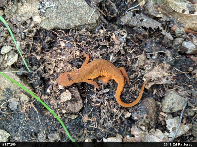 Red-spotted Newt