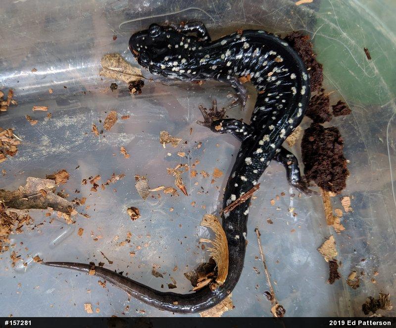 Northern Slimy Salamander